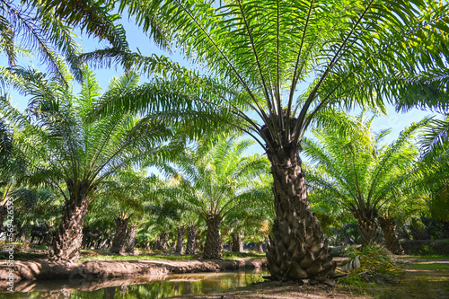 Palm tree in the palm garden with beautiful palm leaves nature and sunlight morning sun, palm oil plantation growing up farming for agriculture Asia