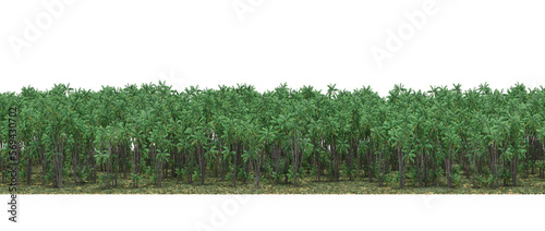 forest line, trees in the forest with grass and fallen leaves, isolated on white background, 3D illustration, cg render