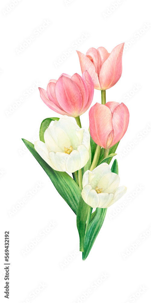 A bouquet of white and pink tulips, hand-drawn watercolor illustration.