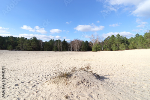 The Cul de Chien sand area in Fontainebleau forest