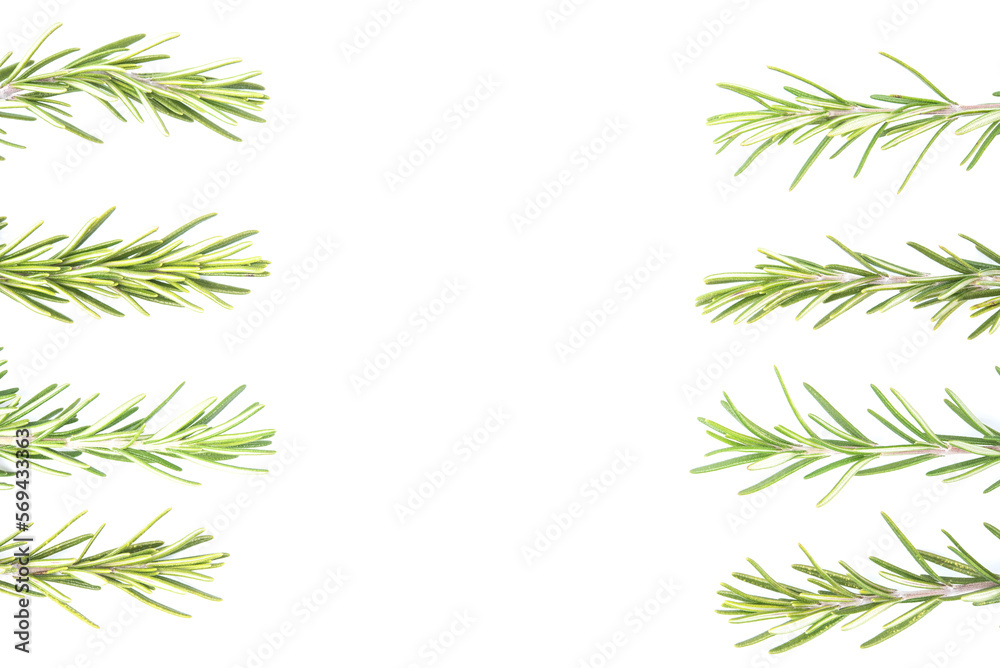 Rosemary isolated on white background. copy space. Aromatic evergreen shrub