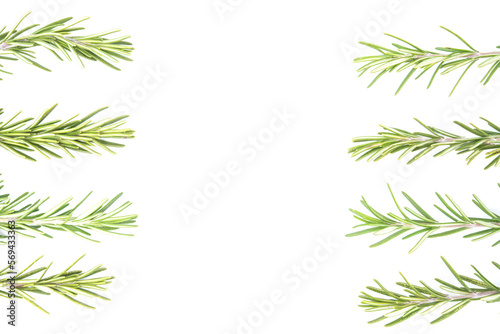 Rosemary isolated on white background. copy space. Aromatic evergreen shrub