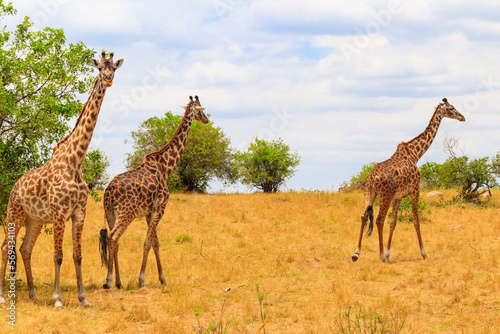 Giraffes in savanna in Serengeti national park in Tanzania. Wild nature of Tanzania  East Africa