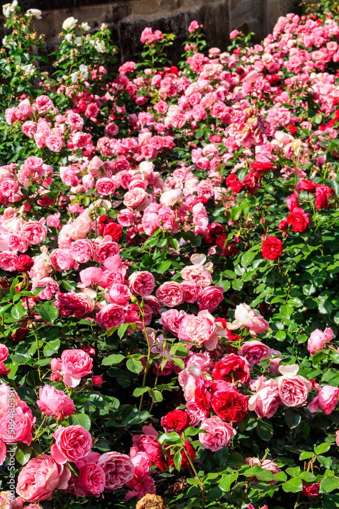 Beautiful roses on flower bed in a garden Beautiful roses on flower bed in a garden