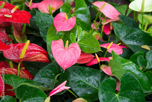 Pink and red anthurium flowers with water drops in the garden