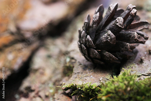 Photo of a pine cone on the background of a tree bark.