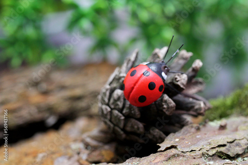 Ladybug on a pine cone.