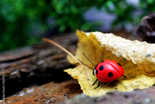 Ladybug on a yellow leaf.