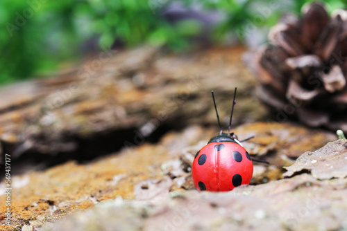 Ladybug on the background of a pine cone.