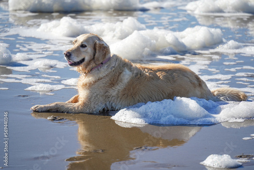 Golden Retriever dog sitting in the water surrounded by foam on the beach from algae bloom and rains.