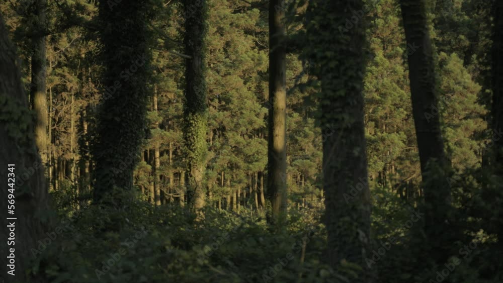 Jeju forest in the perfect sunlight, moving focus Jeju forest in the perfect sunlight, moving focus