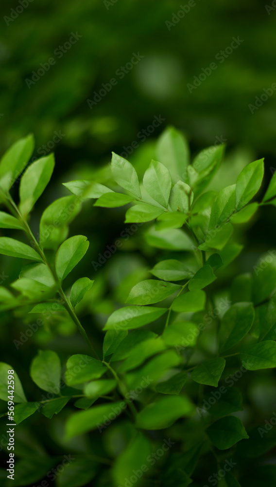 Tropical green leaves on background, nature summer forest plant concept.
Creative layout made of tropical leaves. Nature concept. Tropical green leaves on background, nature summer forest plant concept.
Creative layout made of tropical leaves. Nature concept.