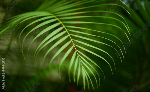 Tropical green leaves on background, nature summer forest plant concept. Creative layout made of tropical leaves. Nature concept.