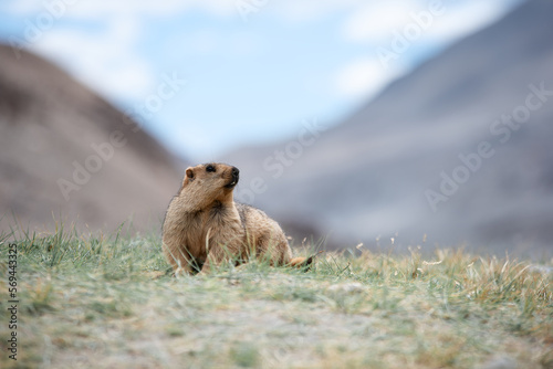 Himalaya Marmot, The giant squirrel in Himalaya mountain range. 
