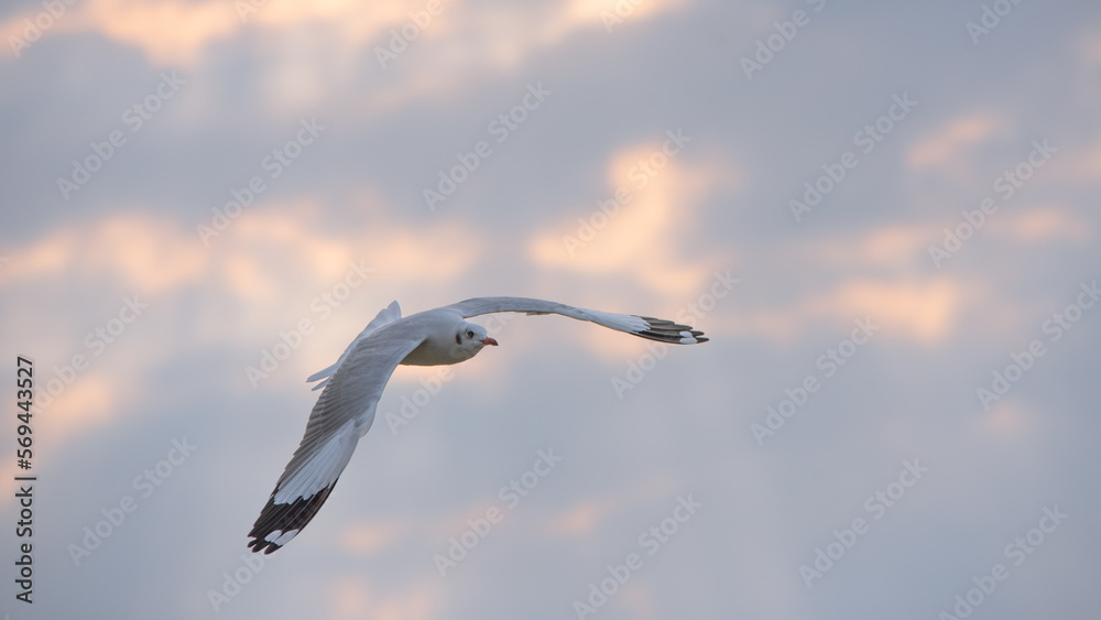 Obraz premium Flying Seagull in sunset viewpoint, bangpu near thai gulf, Thailand.