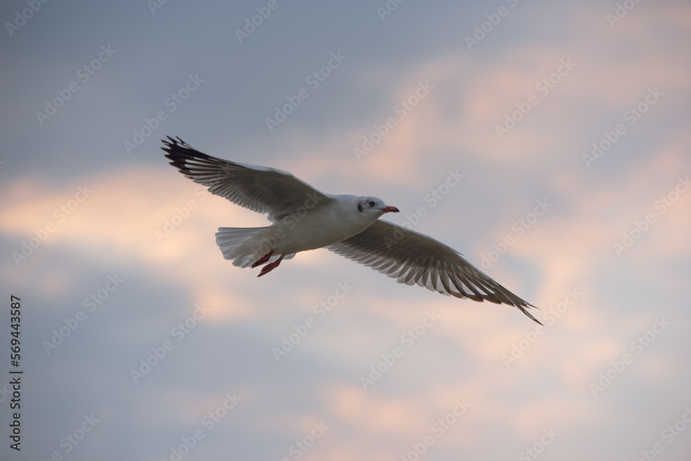 Obraz premium Flying Seagull in sunset viewpoint, bangpu near thai gulf, Thailand. 