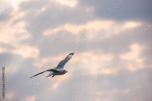 Flying Seagull in sunset viewpoint, bangpu near thai gulf, Thailand.  © pattana