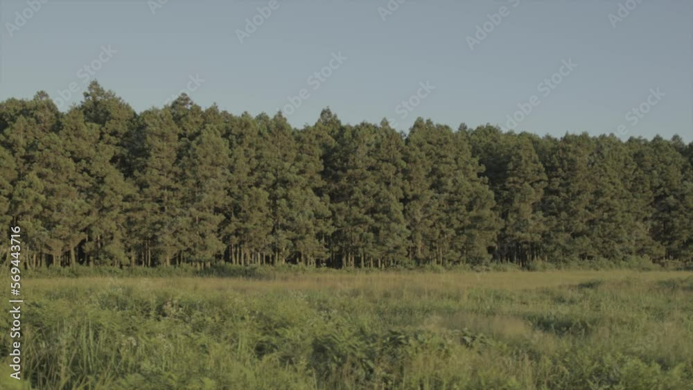 Forest of Jeju with a grass field in the front, wind blowing Forest of Jeju with a grass field in the front, wind blowing