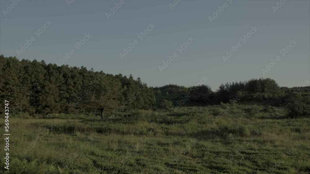 Forest of Jeju with a grass field in the front, wind blowing Forest of Jeju with a grass field in the front, wind blowing