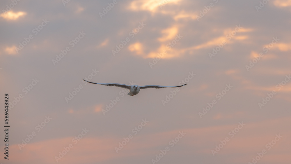 Obraz premium Flying Seagull in sunset viewpoint, bangpu near thai gulf, Thailand. 