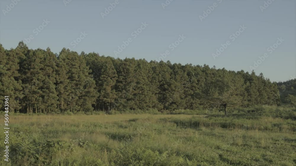 Forest of Jeju with a grass field in the front, wind blowing 