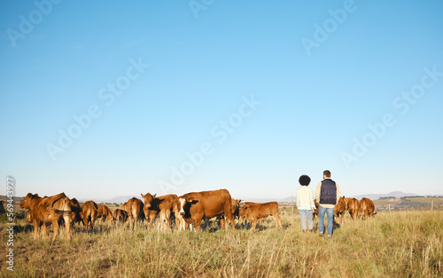 Couple, farm and animals in the countryside for agriculture, travel or natural environment in nature. Man and woman farmer walking on grass field with livestock, cattle or cows for sustainability © K Davis/peopleimages.com