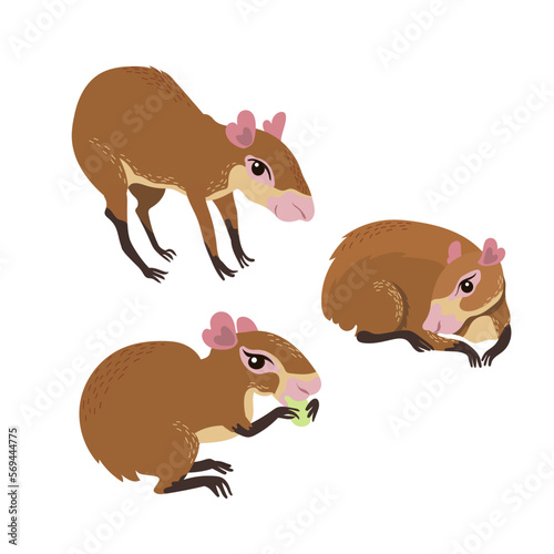 Cute cartoon Agouti collection. Rodent genus Dasyprocta photo