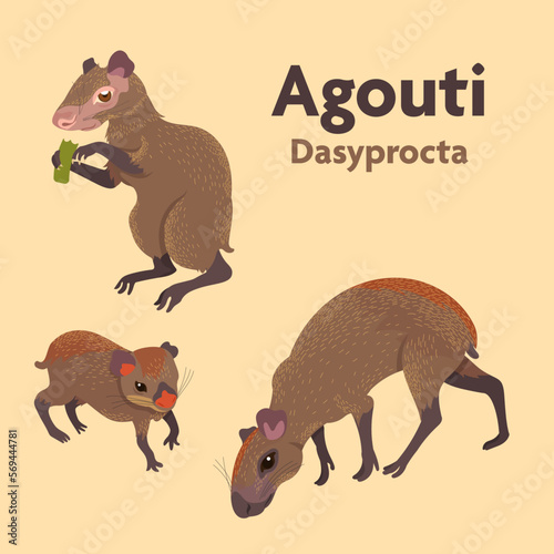 The Agouti collection. Rodent genus Dasyprocta photo