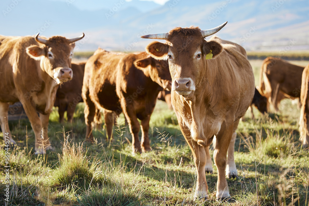 Sustainability, farming and cows on field, happy animals in countryside with mountains, sustainable dairy and beef production. Nature, meat and milk farm, cattle grazing on grass in eco agriculture. Sustainability, farming and cows on field, happy animals in countryside with mountains, sustainable dairy and beef production. Nature, meat and milk farm, cattle grazing on grass in eco agriculture.