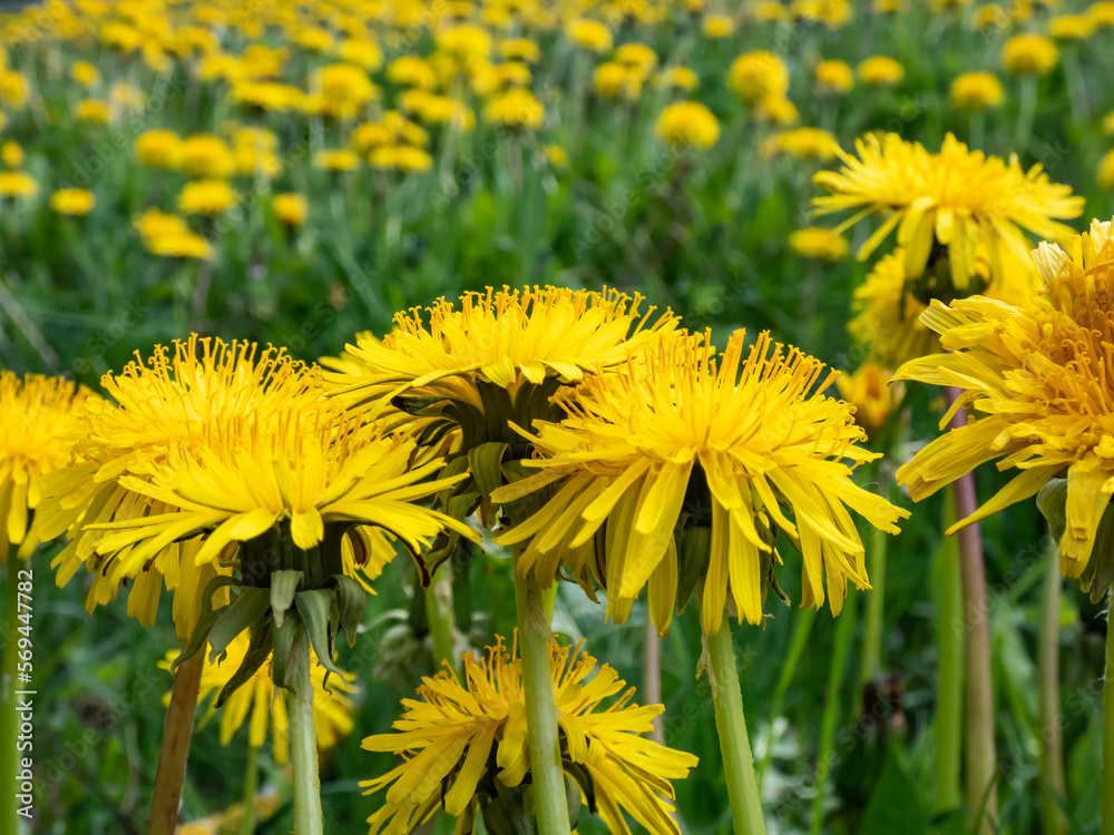 Fototapeta premium Macro shot of bright yellow dandelions (Lion's tooth) flowering in the big field of flowers with green grass and yellow dandelions with horizon and blue sky
