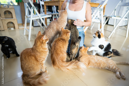 Caucasian woman with cats in a cat cafe. photo