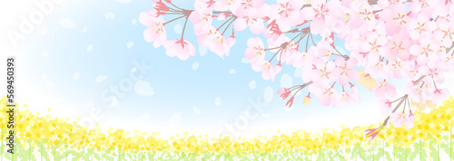 日本の春の花の風景、桜と菜の花のイラスト