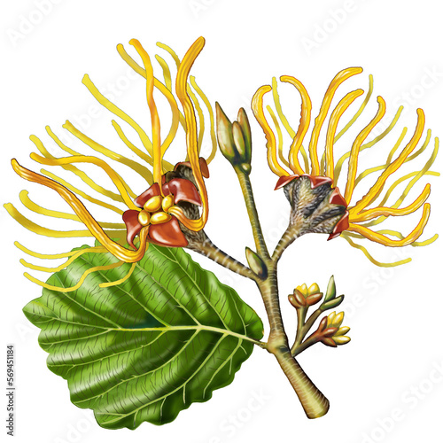 Escoba de bruja (Hamamelis virginiana). Avellana de la bruja. Planta originaria de Estados Unidos. Astringente y sedante.  photo