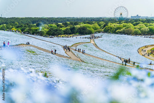 国営ひたち海浜公園　ネモフィラ花畑【茨城県・ひたちなか市】　
Nemophila flower garden famous in Ibaraki, Japan photo