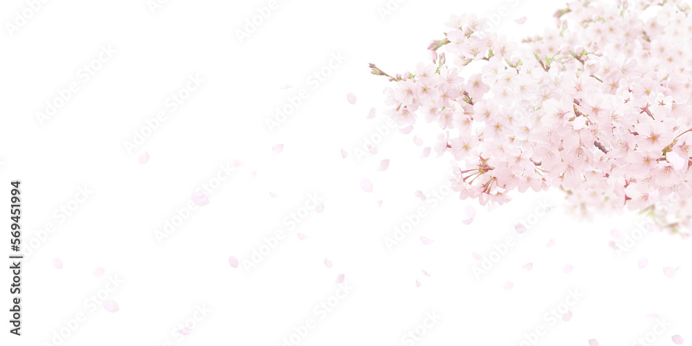 桜の背景イラスト リアル