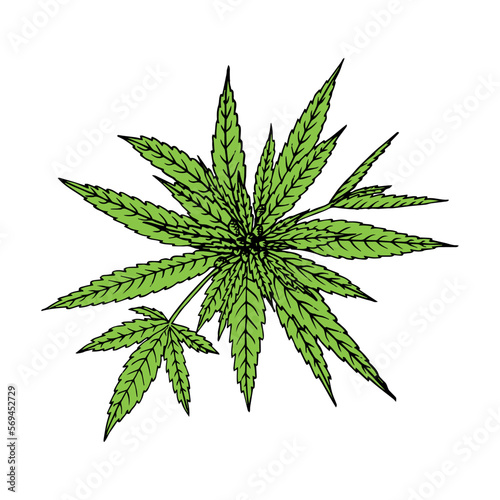 Cannabis (hemp or marijuana) medical plant. Branch with seeds. Hand drawn vector illustration in sketch style.