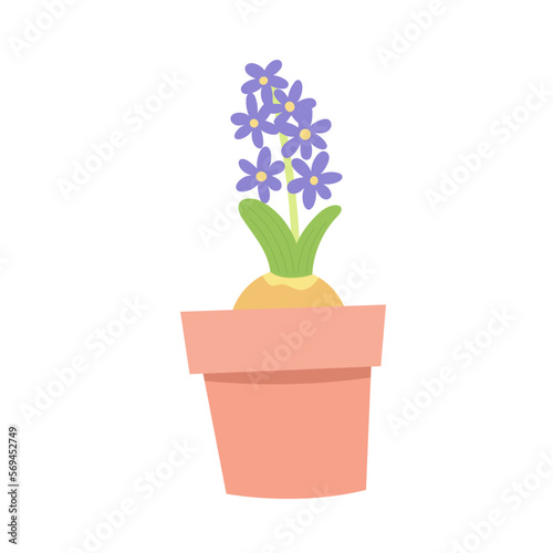 Hyacinth flower in a pot. Spring plant in flower pot. Cartoon flat vector illustration.