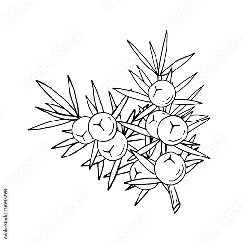 Juniper berries on a branch with green leaves. Vector hand drawing isolated on a white background.