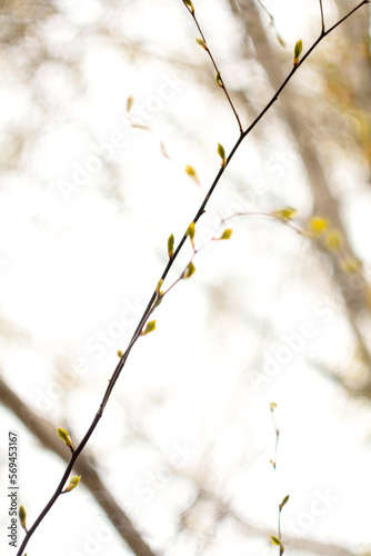 Close up thin young twig with buds in daylight concept photo. Springtime. Front view photography with blurred background. High quality picture for wallpaper  travel blog  magazine  article