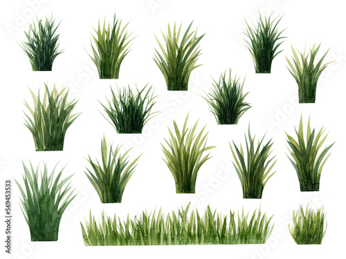 Tela Set of  green watercolor marsh  tuft of grass (reed, cattail, tussocks)