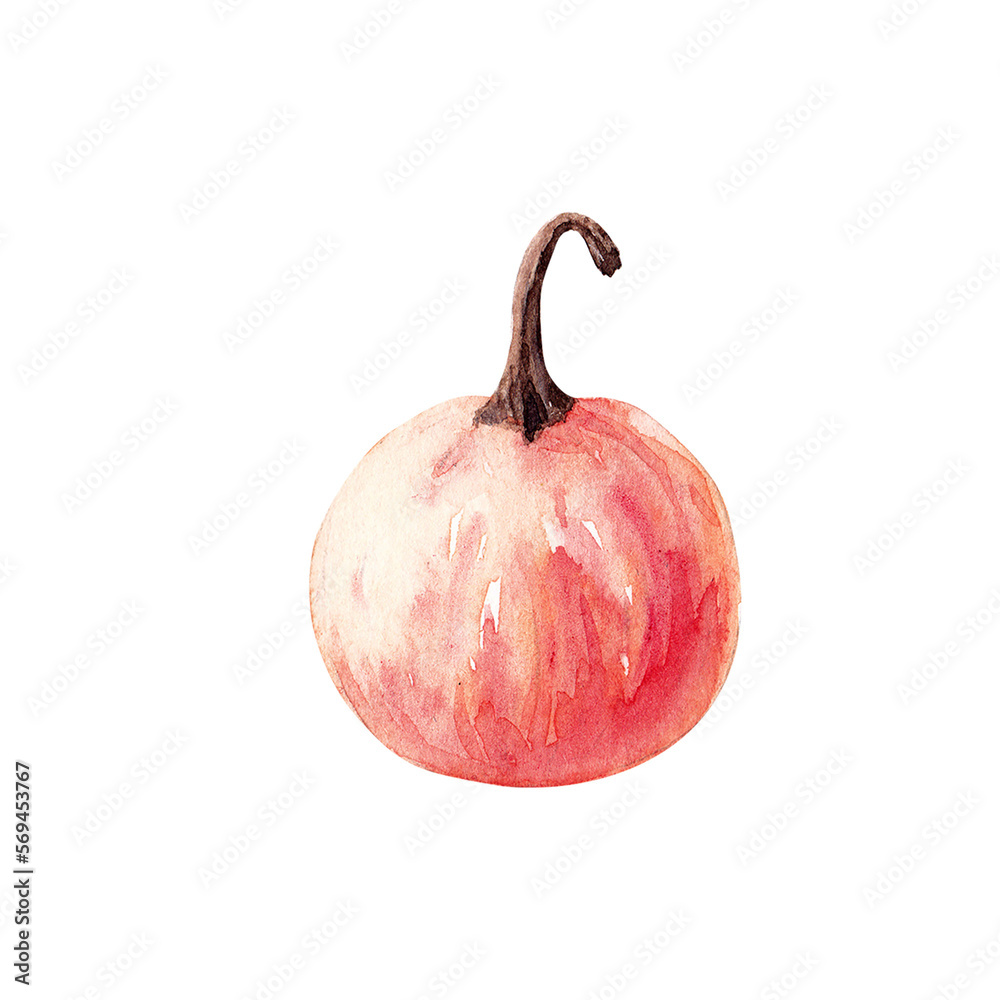 Pumpkin. Watercolor illustration isolated on white background.