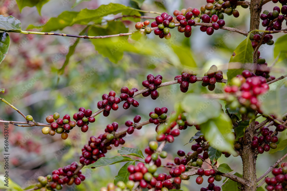 ripe red arabica coffee beans on hand tree in farm.green Robusta and arabica coffee berries by agriculturist hands,Worker Harvest arabica coffee berries on its branch, agriculture concept.