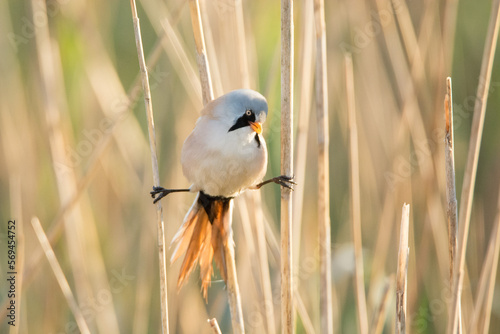 bearded reedling, panurus biarmicus photo