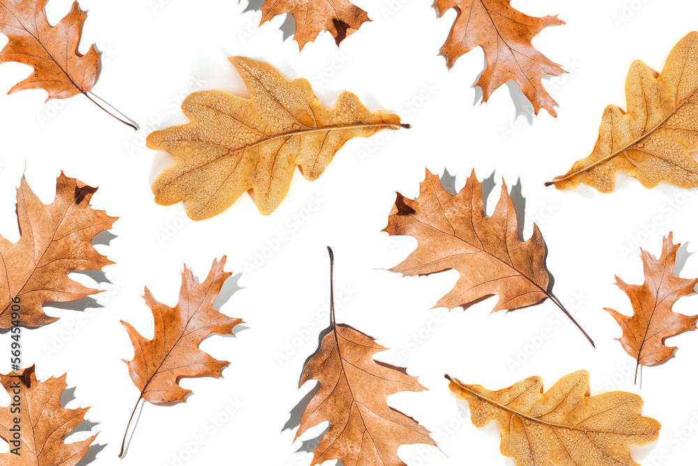Autumn yellow oak leaves with shadow isolated on white background. Pattern Autumn yellow oak leaves with shadow isolated on white background. Pattern