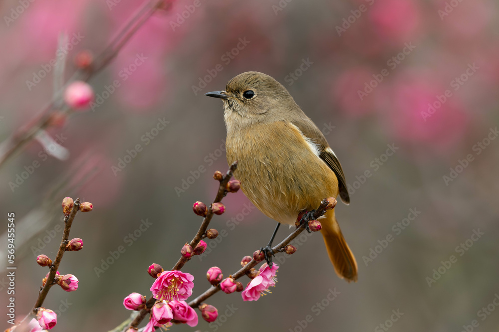 咲き始めた梅の蕾とジョウビタキの雌