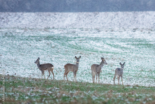  Wild roe deer herd in a snowfall