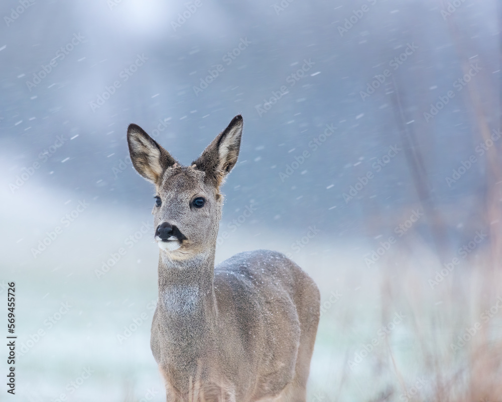 Young roe buck without antlers during winter time Young roe buck without antlers during winter time