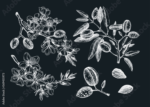 Almond vector set on chalkboard. Botanical spring illustrations. Hand-drawn healthy food drawings. Nut trees sketches collection. Vintage  blooming branches, flowers, nuts, leaves.