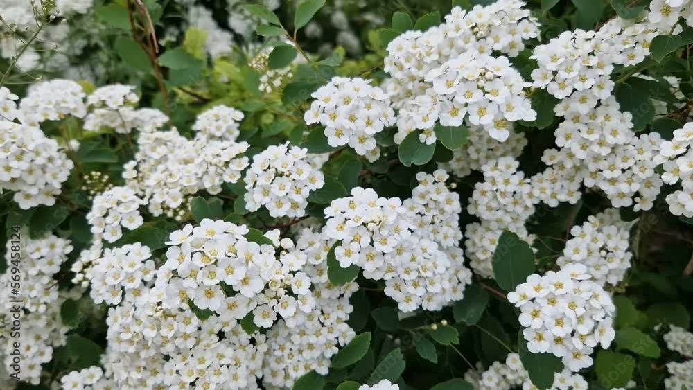 White flowers on a green bush. Beautiful background. White flowers on a green bush. Beautiful background.