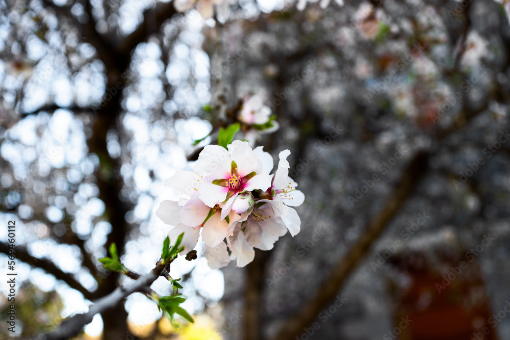 Almond tree bunch with white flowers in full bloom at sunny day in the spring. Beautiful flower background Almond tree bunch with white flowers in full bloom at sunny day in the spring. Beautiful flower background